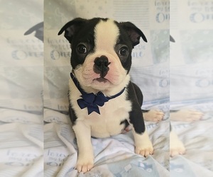 Boston Terrier Puppy for sale in MINERAL WELLS, WV, USA