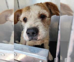 Mutt Dogs for adoption in San Antonio, TX, USA