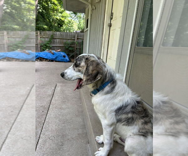 Medium Photo #3 Saint Bernard-Unknown Mix Puppy For Sale in South Bend, IN, USA
