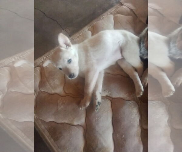 Medium Photo #2 Mutt Puppy For Sale in Williamsburg, NM, USA