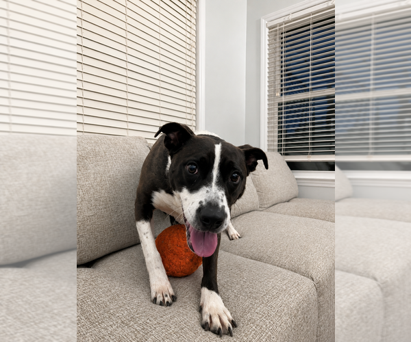 Medium Photo #15 Mutt Puppy For Sale in Mooresville, NC, USA