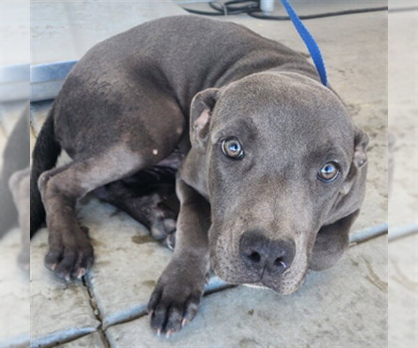 Medium Photo #1 Staffordshire Bull Terrier Puppy For Sale in Bakersfield, CA, USA
