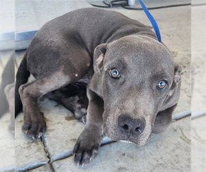 Staffordshire Bull Terrier Dogs for adoption in Bakersfield, CA, USA