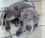 *ZANE - Male Staffordshire Bull Terrier Dog for Adoption - Small photo