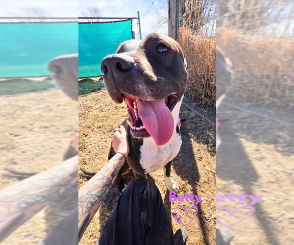 Medium Photo #1 Mutt Puppy For Sale in Monte Vista, CO, USA