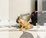 Small Photo #30 French Bulldog Puppy For Sale in DAVIE, FL, USA