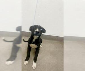 Gerberian Shepsky Dogs for adoption in HESPERIA, CA, USA