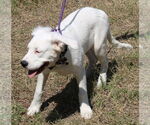 Small #1 Argentinian Mastiff-Great Pyrenees Mix