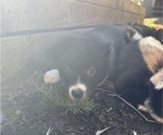Puppy Jade Border-Aussie