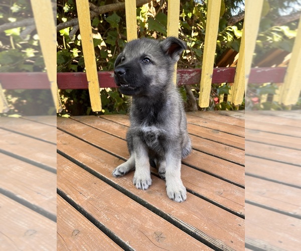 Medium Photo #1 German Shepherd Dog Puppy For Sale in BURLINGTON, WA, USA
