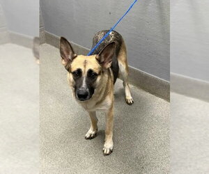 German Shepherd Dog-Unknown Mix Dogs for adoption in Las Vegas, NV, USA