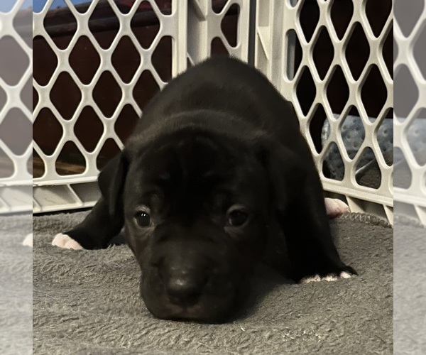 Medium Photo #9 American Pit Bull Terrier Puppy For Sale in ZANESVILLE, OH, USA