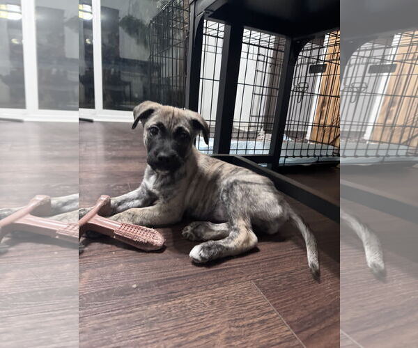 Medium Photo #8 German Shepherd Dog-Unknown Mix Puppy For Sale in Columbus, IN, USA