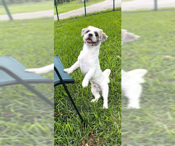 Medium Photo #8 Shih Tzu Puppy For Sale in Weston, FL, USA