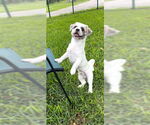 Small #7 Shih Tzu