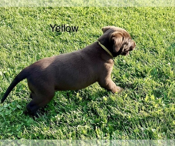 Medium Photo #4 Labrador Retriever Puppy For Sale in STANLEY, WI, USA