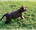 Small #3 Labrador Retriever