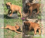 Puppy 1 Boxer