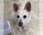 Small pomeranian spitz Mix