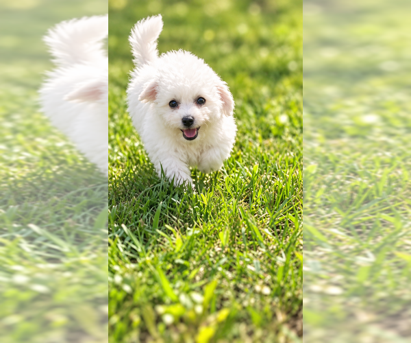 Medium Photo #4 Bichon Frise Puppy For Sale in LEMONT, IL, USA
