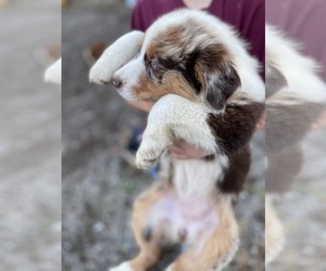 Australian Shepherd Puppy for sale in LISBON, OH, USA