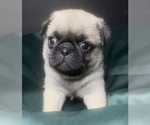 Puppy Kevin Pug