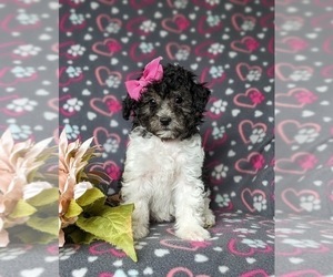Poodle (Miniature) Puppy for sale in RISING SUN, MD, USA