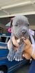 Puppy 8 American Pit Bull Terrier