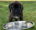 Puppy Huck Mastiff