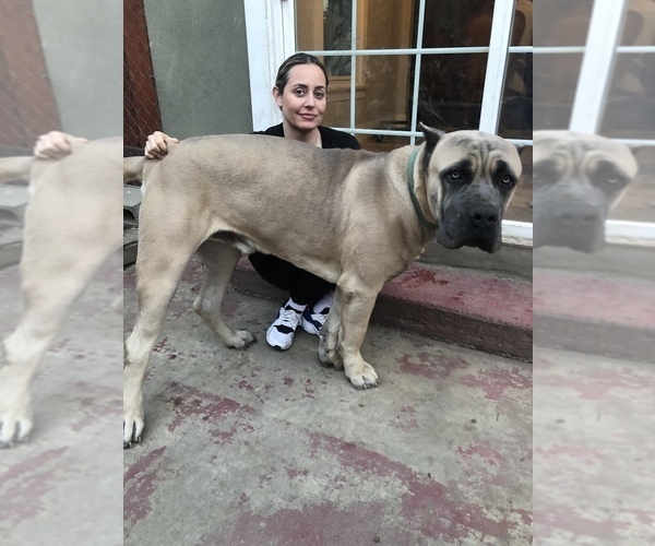 Medium Photo #1 Cane Corso Puppy For Sale in POMONA, CA, USA