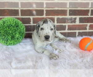 Great Dane Puppy for sale in GOSHEN, IN, USA