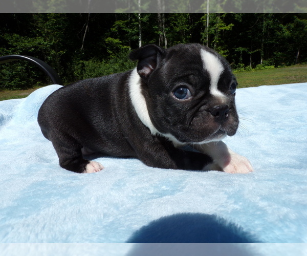 Medium Photo #1 Boston Terrier Puppy For Sale in MONROE, NH, USA