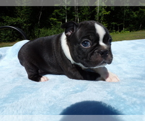 Medium Boston Terrier