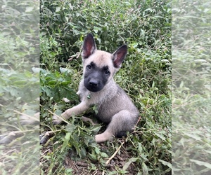 Medium Belgian Malinois