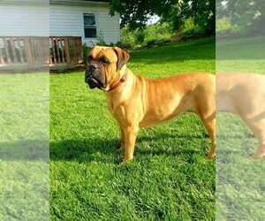Bullmastiff Dogs for adoption in Dumont, NJ, USA