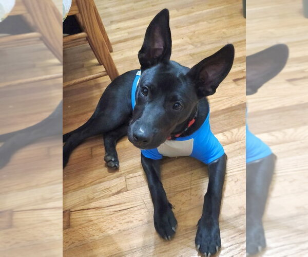 Medium Photo #10 Labrador Retriever-Unknown Mix Puppy For Sale in Brewster, NY, USA