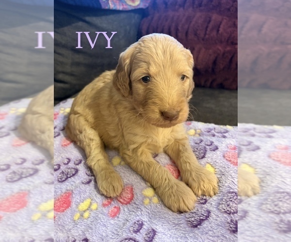 Medium Photo #9 Goldendoodle Puppy For Sale in DENVER, NC, USA