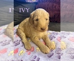 Small #8 Goldendoodle