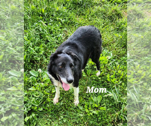 Mother of the Border Collie puppies born on 05/17/2025
