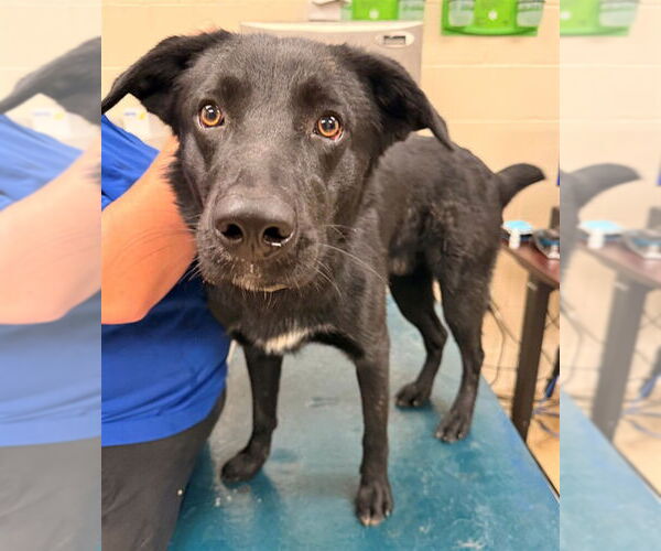 Medium Photo #1 German Shepherd Dog-Unknown Mix Puppy For Sale in Mobile, AL, USA