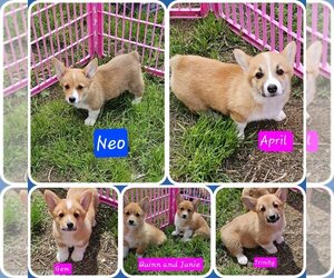 Pembroke Welsh Corgi Puppy for sale in TORRINGTON, WY, USA