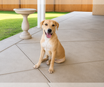 Small #1 Labrador Retriever Mix
