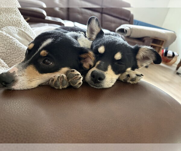 Medium Photo #3 Chihuahua-Unknown Mix Puppy For Sale in Ball Ground, GA, USA