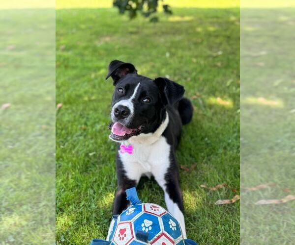 Medium Photo #2 Border Collie-Unknown Mix Puppy For Sale in Spring Lake, NJ, USA