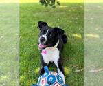 Small #1 Border Collie Mix
