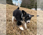 Small #5 Border Collie-Papillon Mix