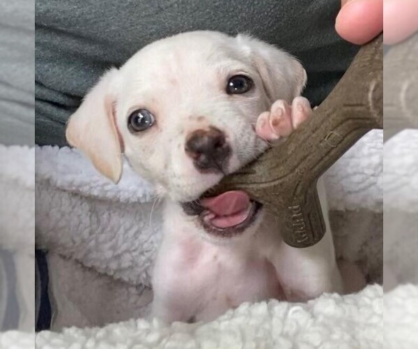 Medium Photo #3 Mutt Puppy For Sale in New York, NY, USA