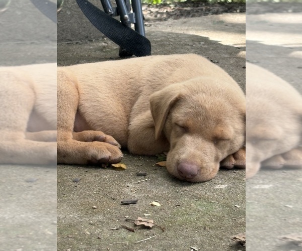 Medium Photo #10 Labrador Retriever Puppy For Sale in LEASBURG, MO, USA