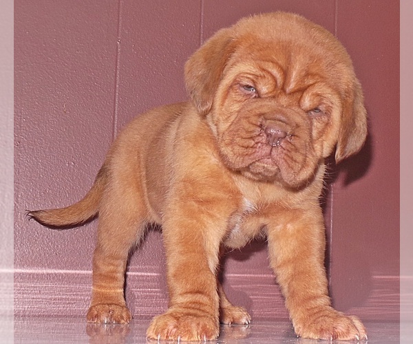 Medium Photo #5 Dogue de Bordeaux Puppy For Sale in ANDOVER, CT, USA