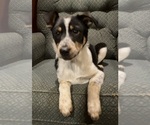 Small #3 Texas Heeler